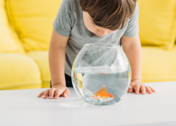 Caring for a Goldfish Aquarium