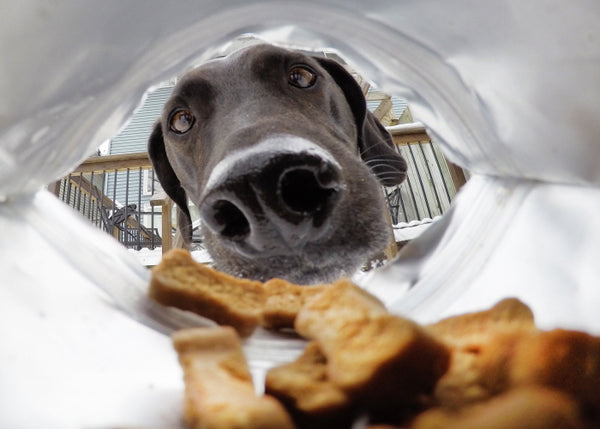How Treats Affect Your Dog's Diet?